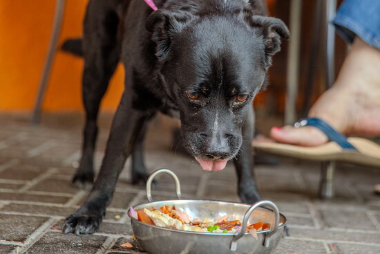 Taz, a 5-year-old retriever/labrador mix, is available for adoption through the Nevada Humane Society