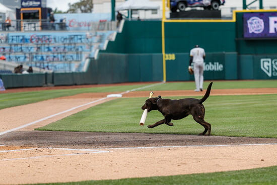 Lambo, the Reno Aces' bat dog