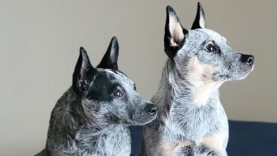 Gypsy and Pablo