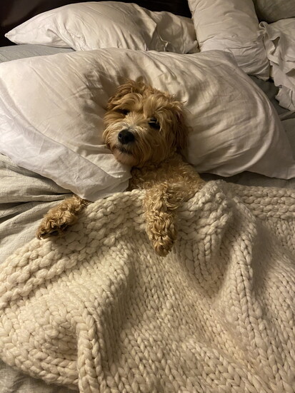 Scotch Plains Cutest Pup - Charlie!