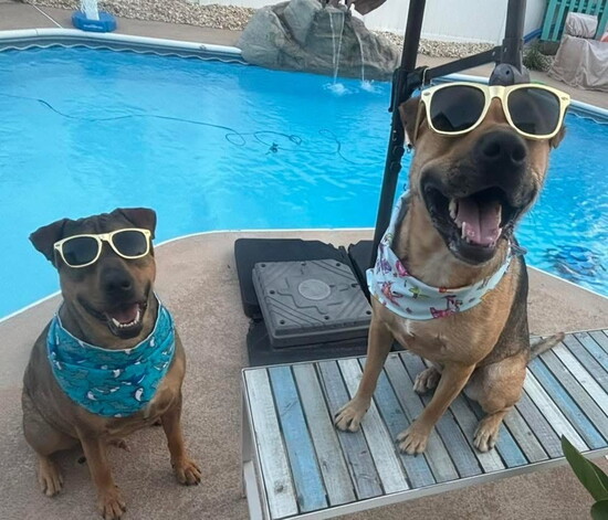 Hank and Harlee