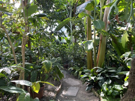 Botanical Gardens at Smith College are a welcoming and warm area in the winter.