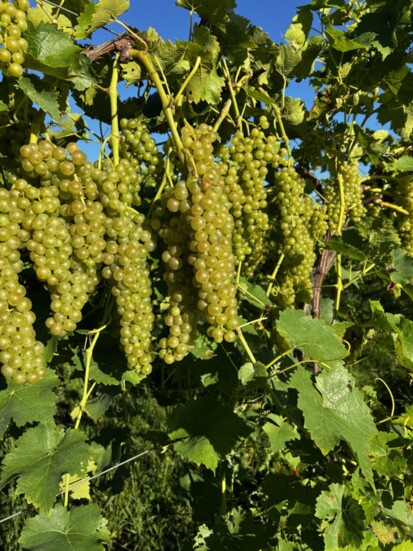 Grapevines growing at Glendale Ridge Vineyard.