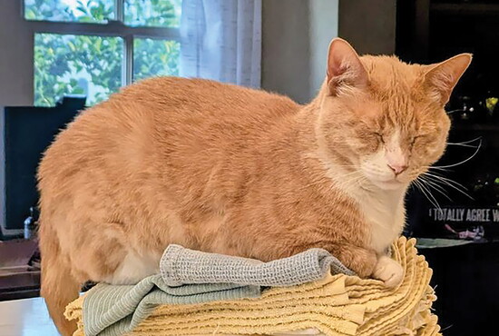 Butters relaxes on a stack of freshly folded kitchen towels.
