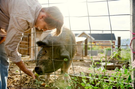 Symbria with Virginia the pig who serves as a petting zoo animal and garbage disposal
