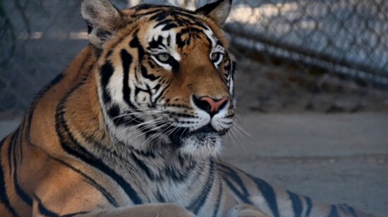 Breaking Ground for Bengal Tigers at America’s Teaching Zoo at Moorpark College