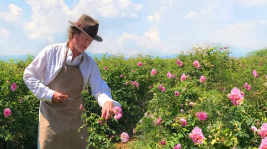 Brian Paulsen picking roses in Kazanlak, Bulgaria