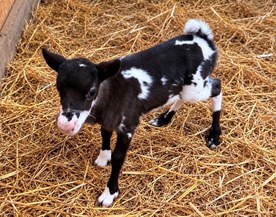 Meet Chip, the newest member of the Echols reindeer herd.