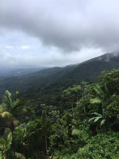 The rainforest of Puerto Rico