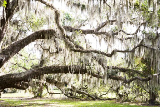 Jekyll Island Authority