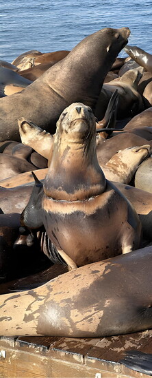 Sea lions soak up the sunshine, enjoying an easygoing day on the water. Photo Credit: Jake Mark