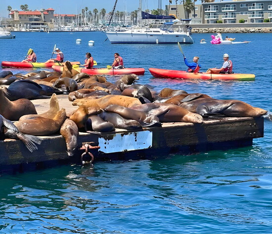 Kayakers and sea lions alike take in a beautiful day in the harbor. Photo Credit: Jake Mark