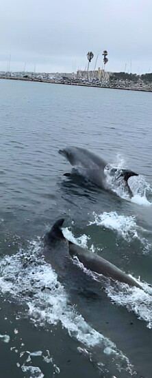 Dolphins playfully swim—a common sight in the ocean. Photo Credit: Jake Mark