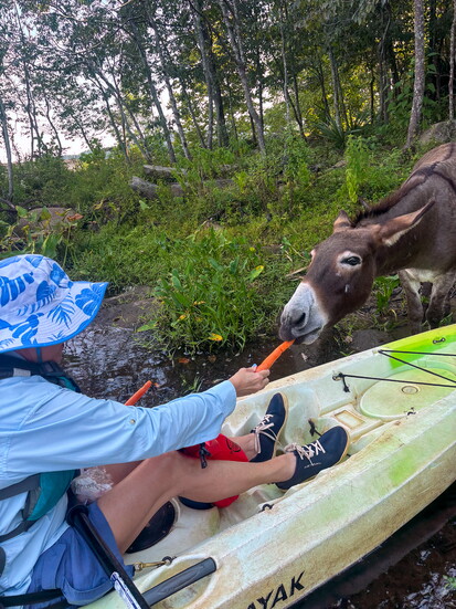 Gayle Bryan makes a new friend while offering one of Stallings Island’s famously friendly donkeys a carrot.