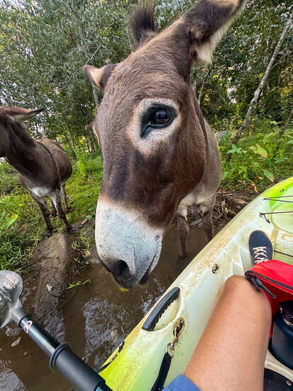 “You wouldn’t happen to have another carrot in there, would you?”
