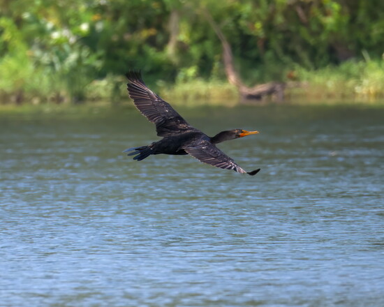The obligatory bird photo: a Double-crested Cormorant gliding by at kayak level.