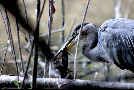 Heron at Ellis Pond