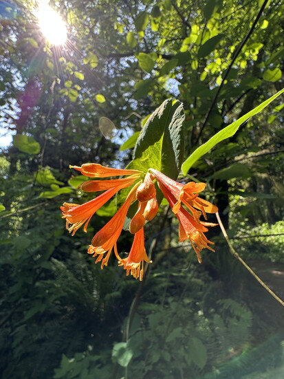 Native Orange Honeysuckle