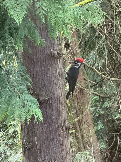 Pileated Woodpecker at Ellis Pond