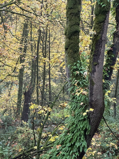 Pioneer Park in Fall