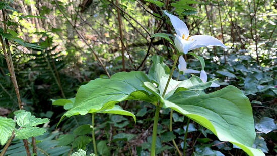 Signs of Spring | Trillium and Salmonberry