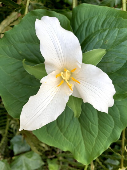Trillium in bloom