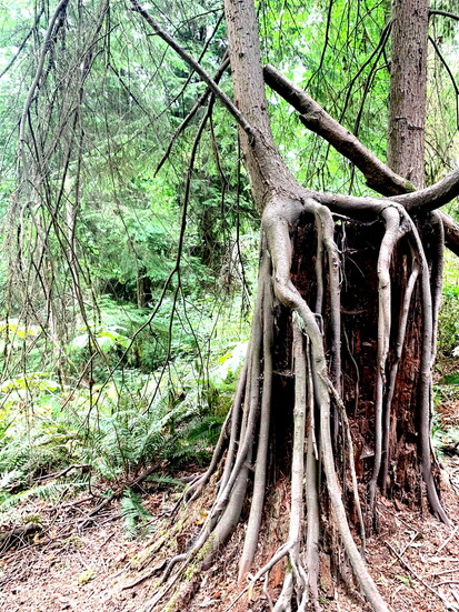 Western Hemlocks Growing on Cedar Stump Ravine Trail