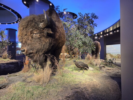 The Witte Museum