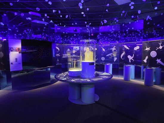 The Witte Museum