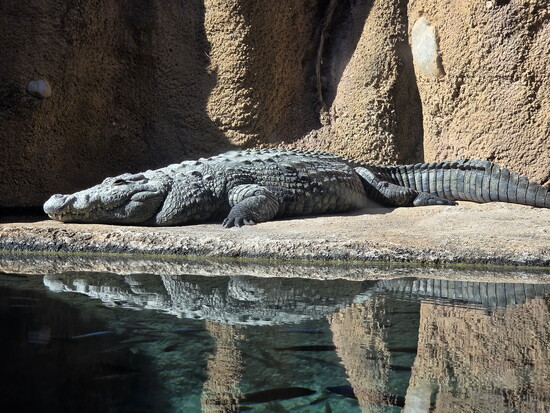 San Antonio Zoo