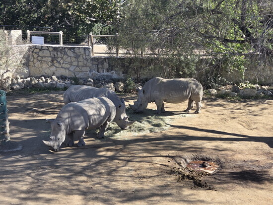 San Antonio Zoo