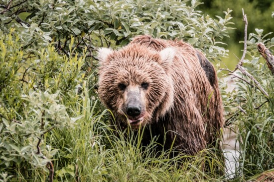 Brown bears, moose, and wolverines are just a few wildlife that call Bristol Bay home.  