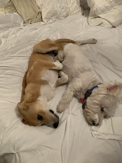 Riley & our Grand-dog(?) Eloise