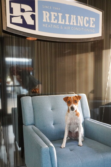 Cove, the Reliance office mascot.