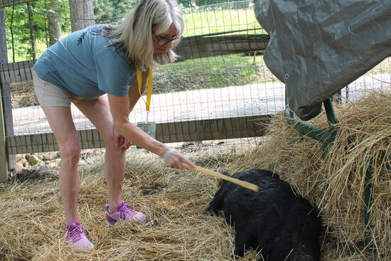 Jennifer scratching a pig’s back