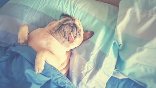 Sometimes the ones we love the most snore the loudest.