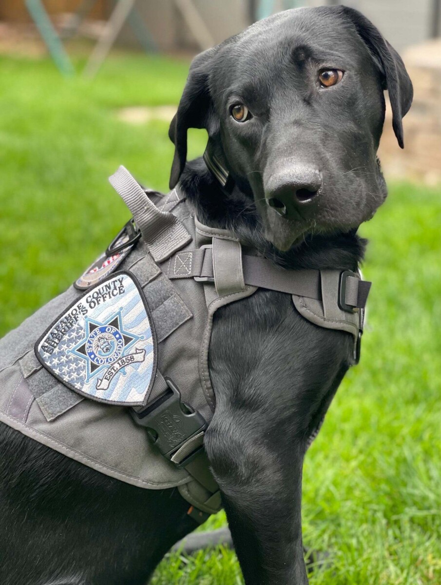 Rex to the Rescue