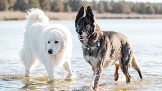 Jasper (l) and Aston (r) enjoy some time in the water on a recent pack hike.