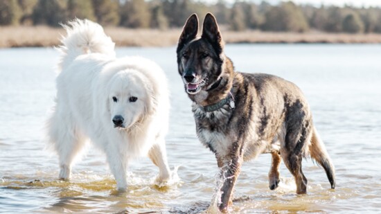 Jasper (l) and Aston (r) enjoy some time in the water on a recent pack hike. 