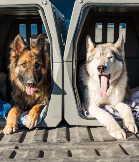 Addie (l) and Kaya (r) relax in their travel kennels after an afternoon hike. 