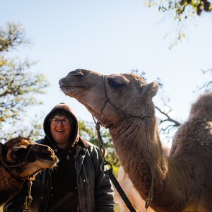 camels%2015%20of%2081%20tofc-300?v=1