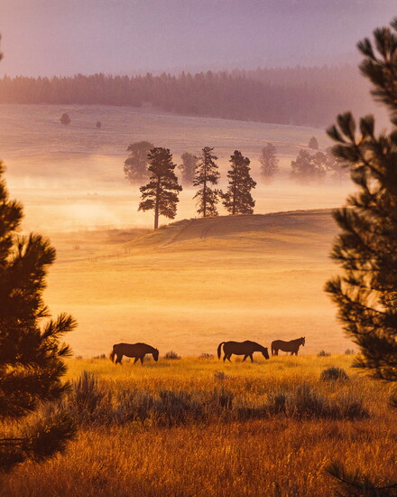 Paws Up Resort blends luxury accommodations, Montana landscapes, and unforgettable experiences for a one-of-a-kind romantic escape.