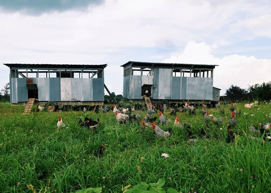 Chickens at Polyface Farms. Photo Credit: Wendy Gray