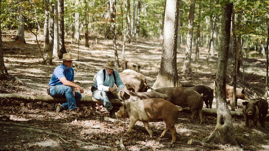 Daniel and Joel Salatin at Polyface Farms with pigs. Photo Credit: Wendy Gray