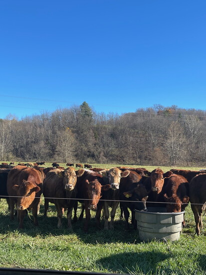 Cows at Polyface Farms. Photo Credit: Wendy Gray