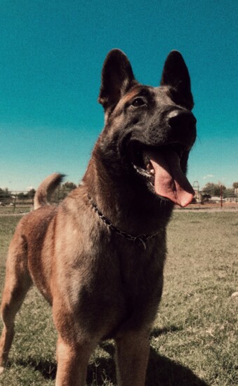 Tempe Police K9 Chance