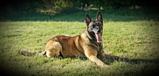 Tempe Police K9 Chance