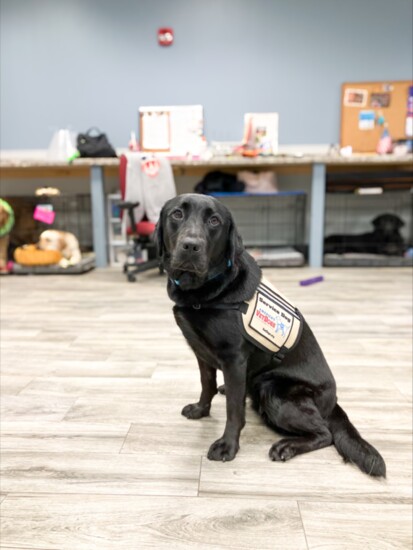 Quinn, a future America's VetDog