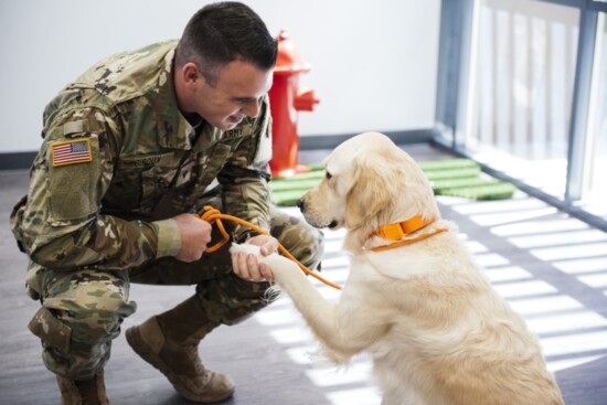 A service Dog for Vets