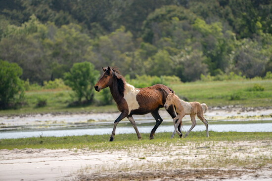 Horses at Assateague Island. 